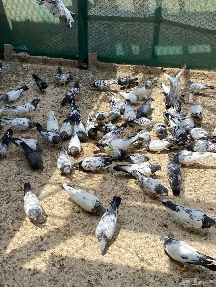 حمام مشكل للبيع 1