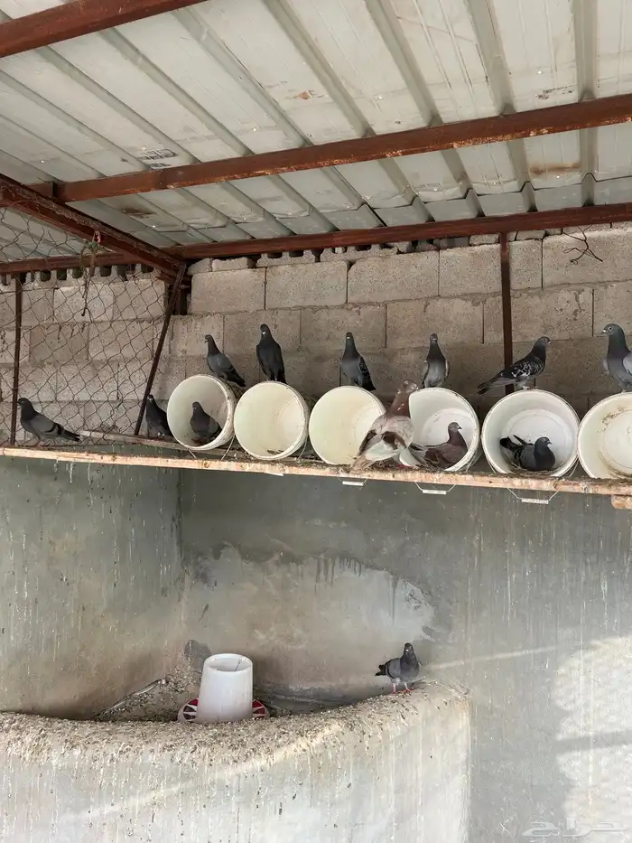 سبع أجواز حمام شرط الصحه 0