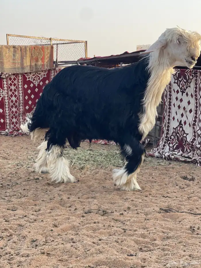 نجدي مشروع فحل 1