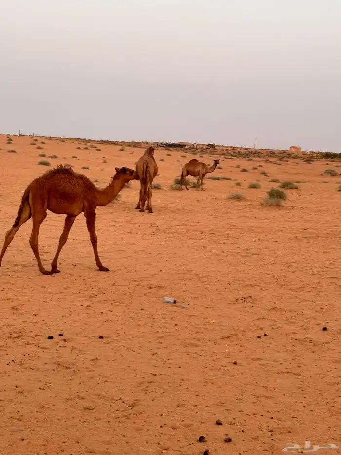 بكره كفوو عمره 1 وثمانية اشهر 1