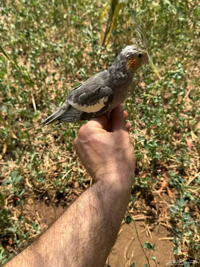 فروخ كروان نهاية غر 6