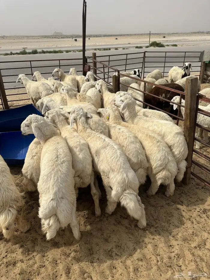 ذبيحتك ل باب بيتك 6