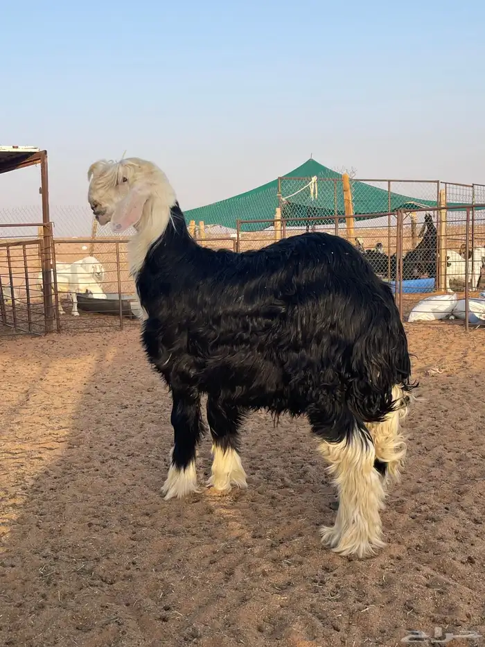 نجدي مشروع فحل 0