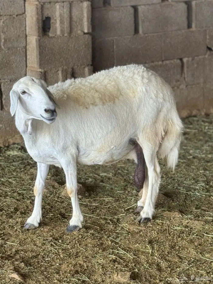 غنم مقاني للبيع 17