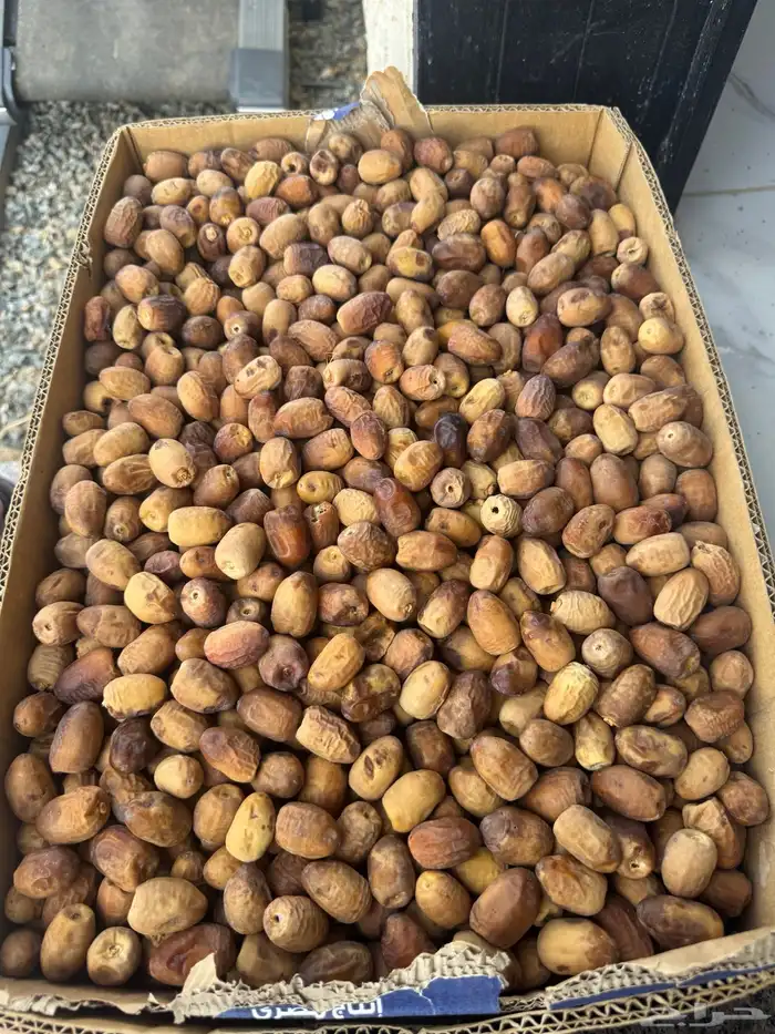 تمر بديره جديد وصفري 6