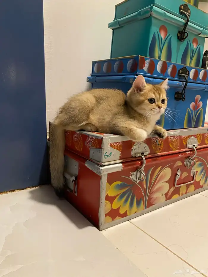 قطط للبيع مسجلين 3