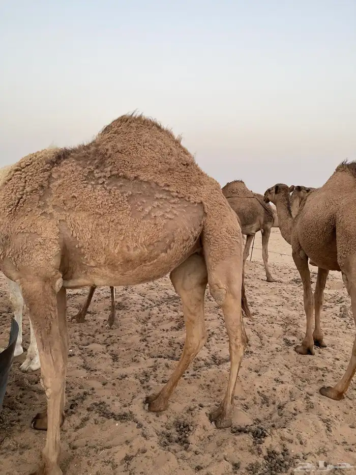 ابل للبيع شعلا رباع وحمراء شاق 4