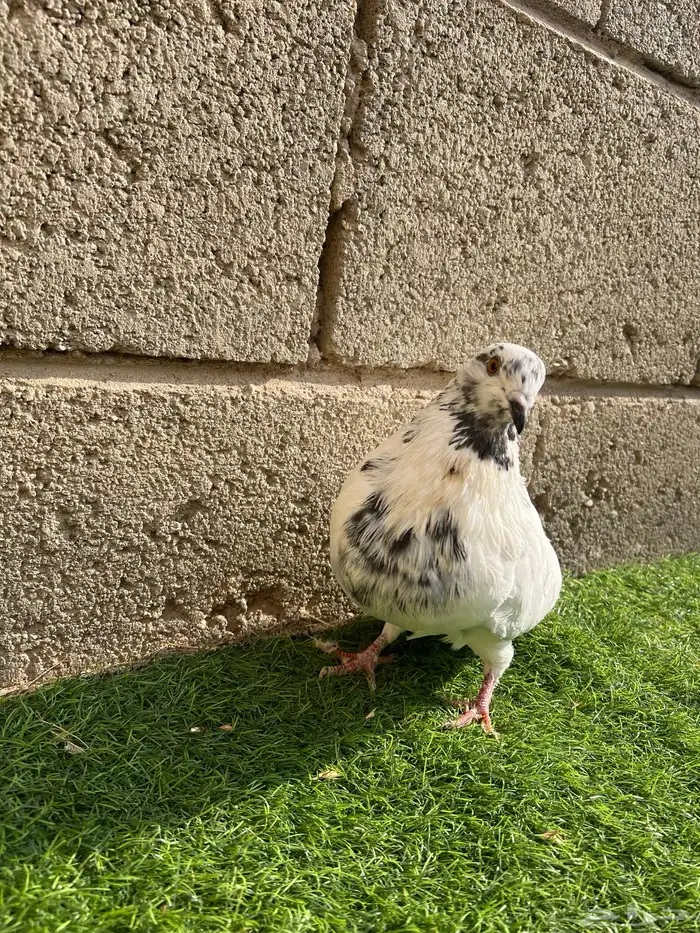 ذكر نفاخ اسباني 1