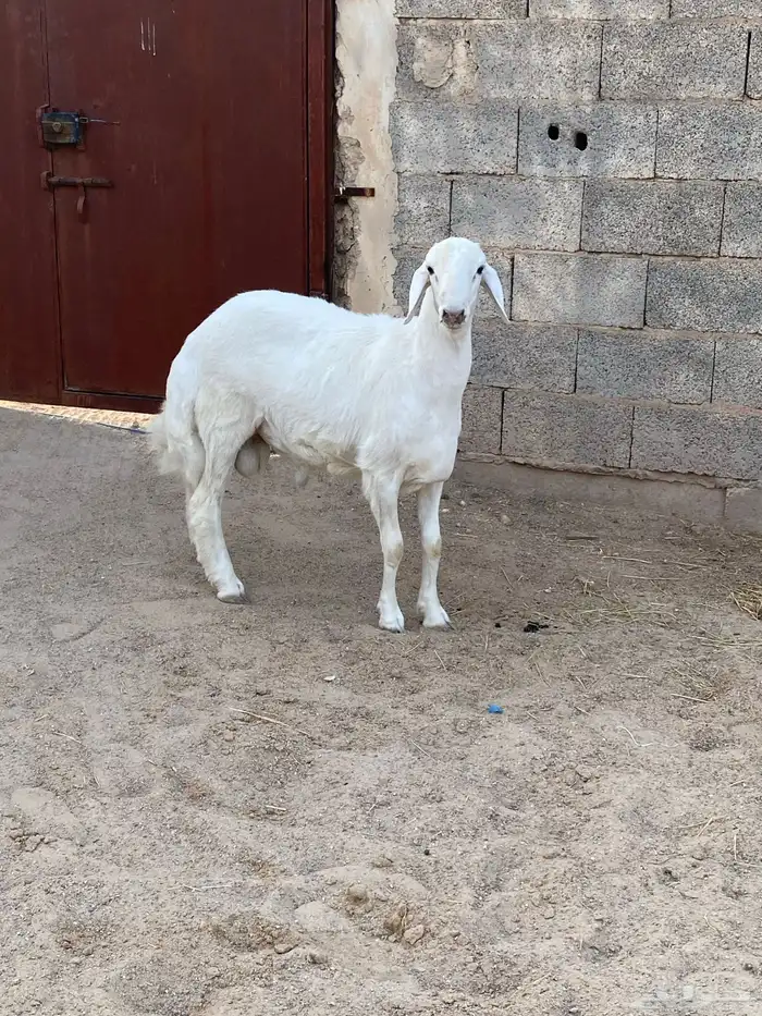 خروف حري لي يبي ذبح وفحل البيع 2