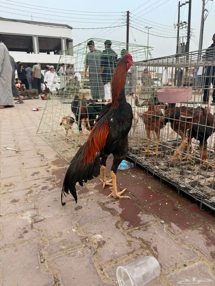 شامو ياباني فاخر 2