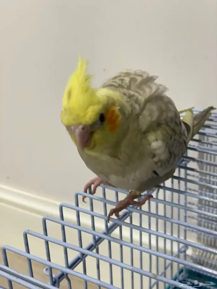 فروخ كروان وكنيور تركواز(تم البيع) 6