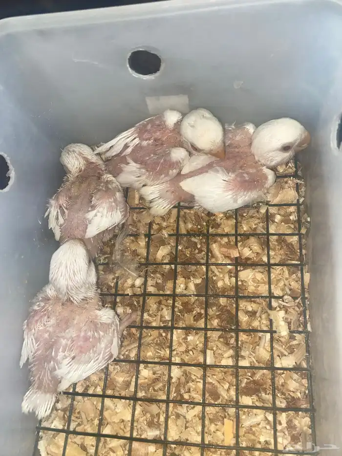 4 فروخ روز البينو عيون حمر 2