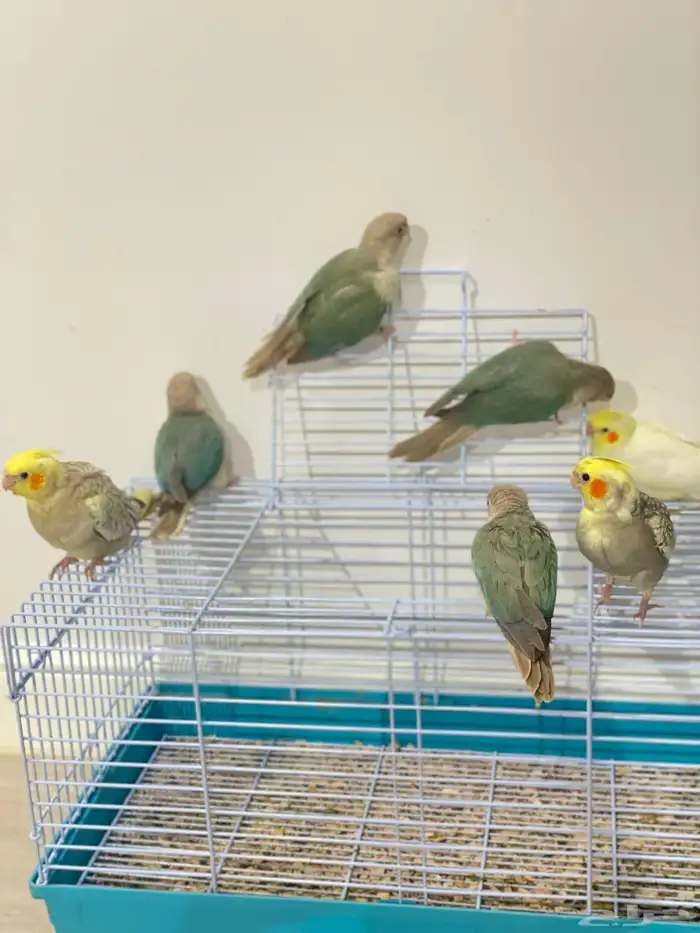 فروخ كروان وكنيور تركواز(تم البيع) 10