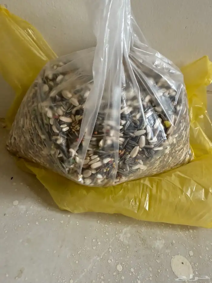 طيور روز 2