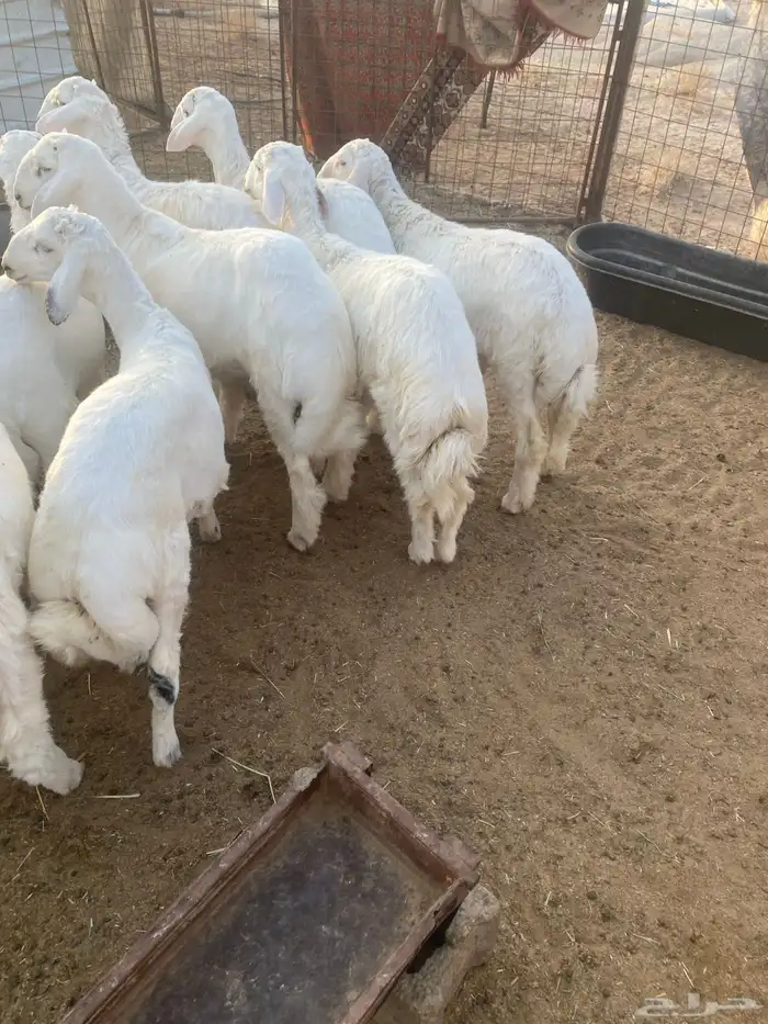البيع طليان حريات حلوات وشحم ونظاف 5