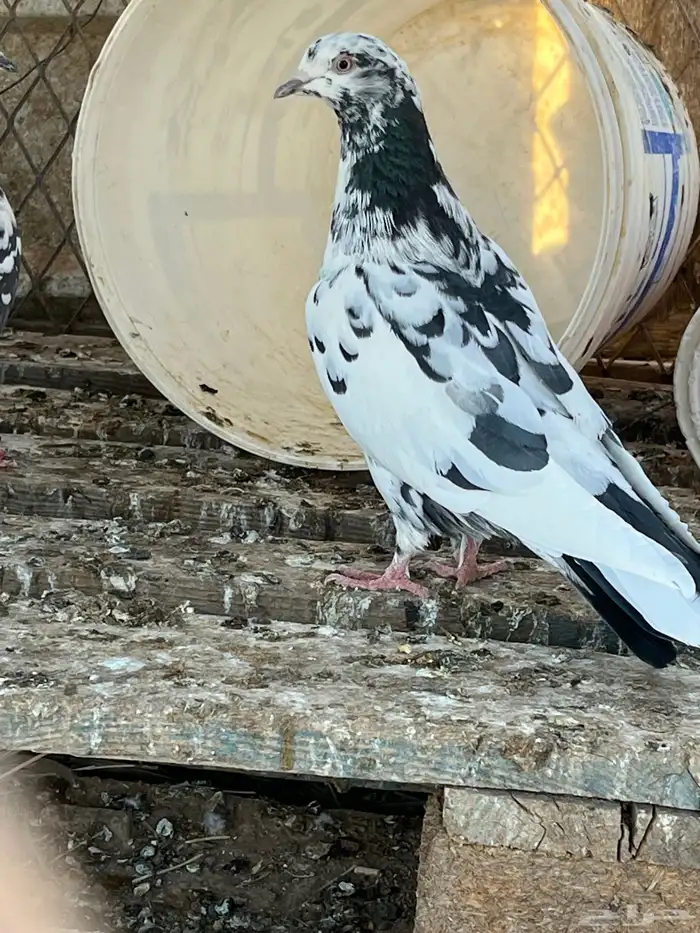 السلام عليكم 29