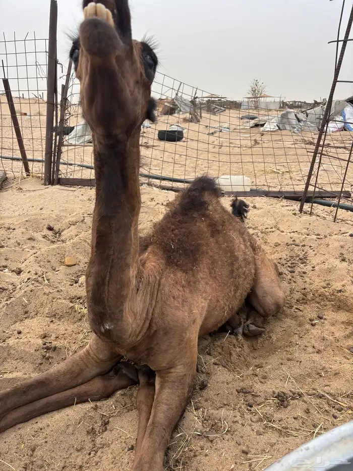 بكره للبيع 4