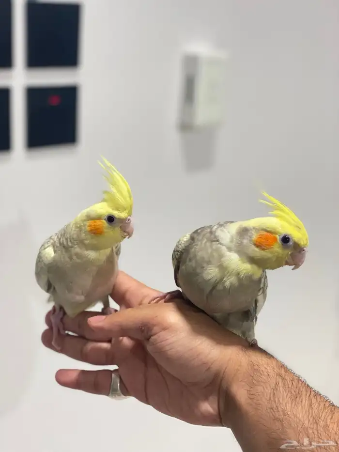 فروخ كروان وكنيور تركواز(تم البيع) 3