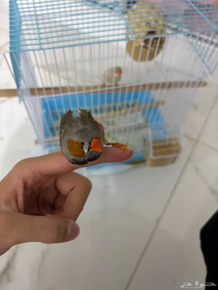 عصافير للبيع زوج طبعهم الذكر كويس والليف 1
