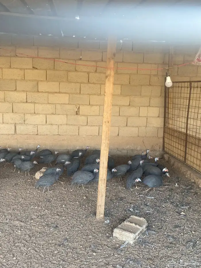 دجاج حبشي 0