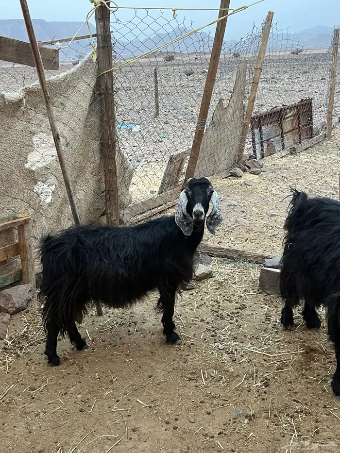 معزاء مضاريع ونعجه 5