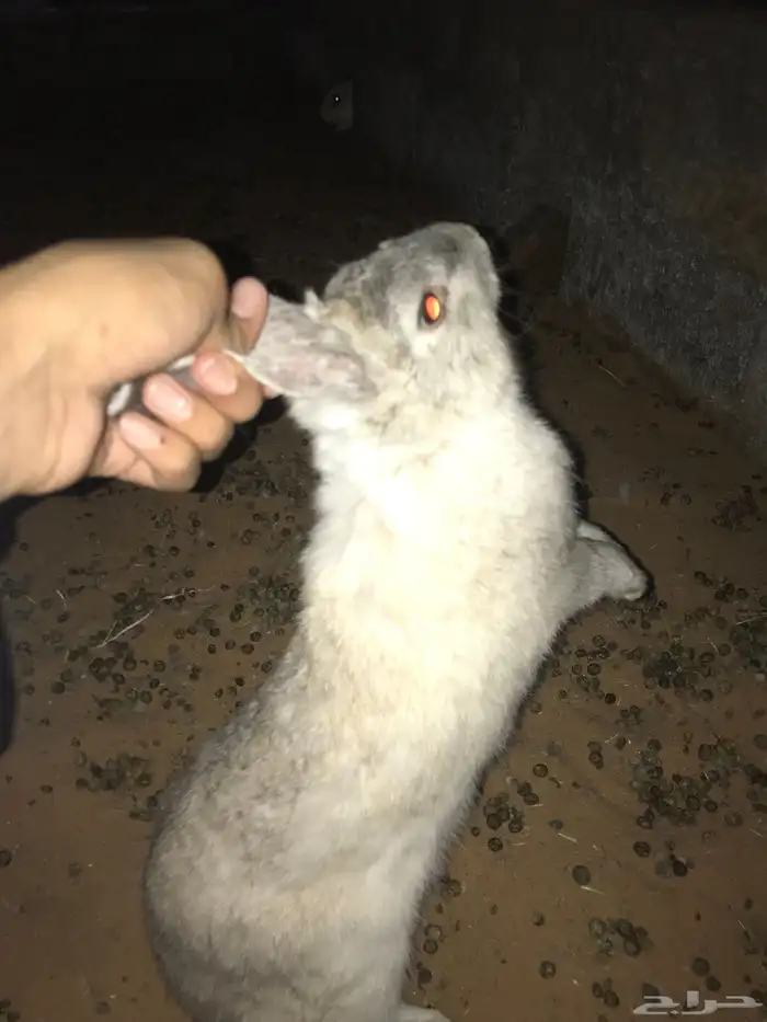4 ارانب للبيع 6