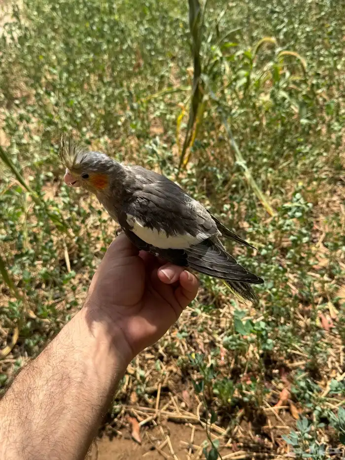 فروخ كروان نهاية غر 7