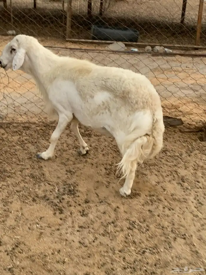 للبيع تيس فحل اكحل وطلي فحل حري 5