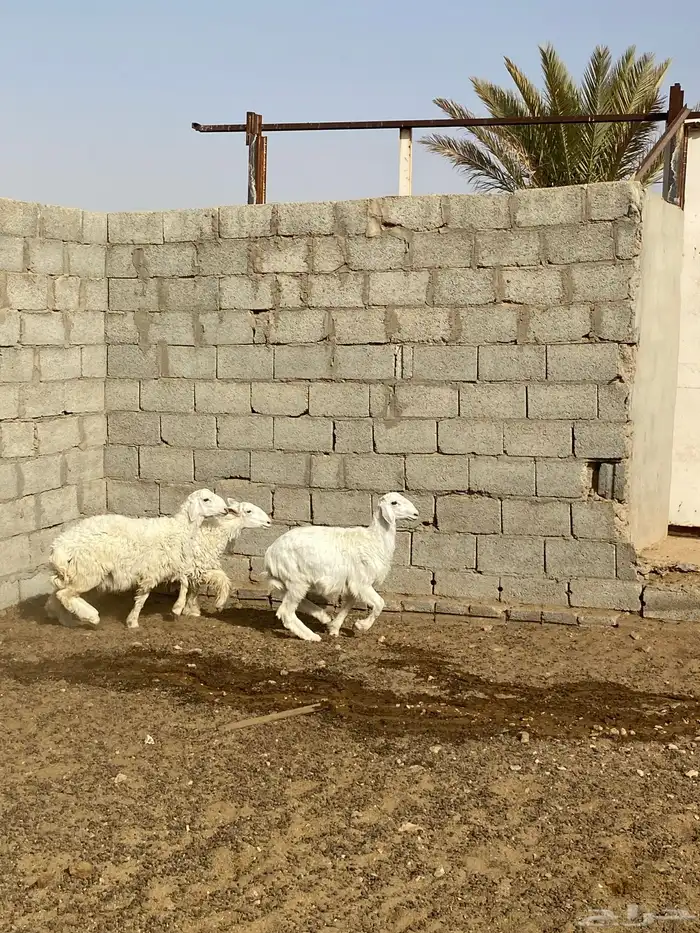 بهم حري 1