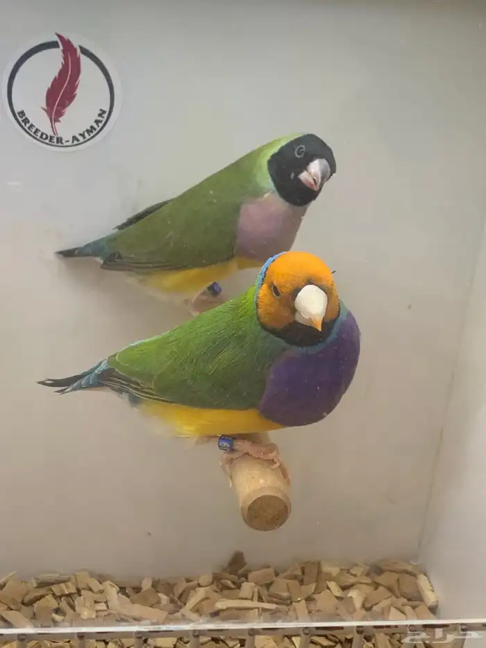 للبيع جوز قولديان فنش فاخر 0