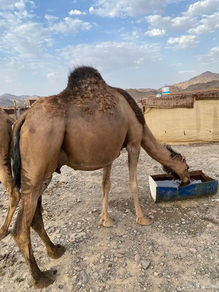 خلفات حمر ساحليات مصاغير حليب سكر شرط تمم البيعع 2