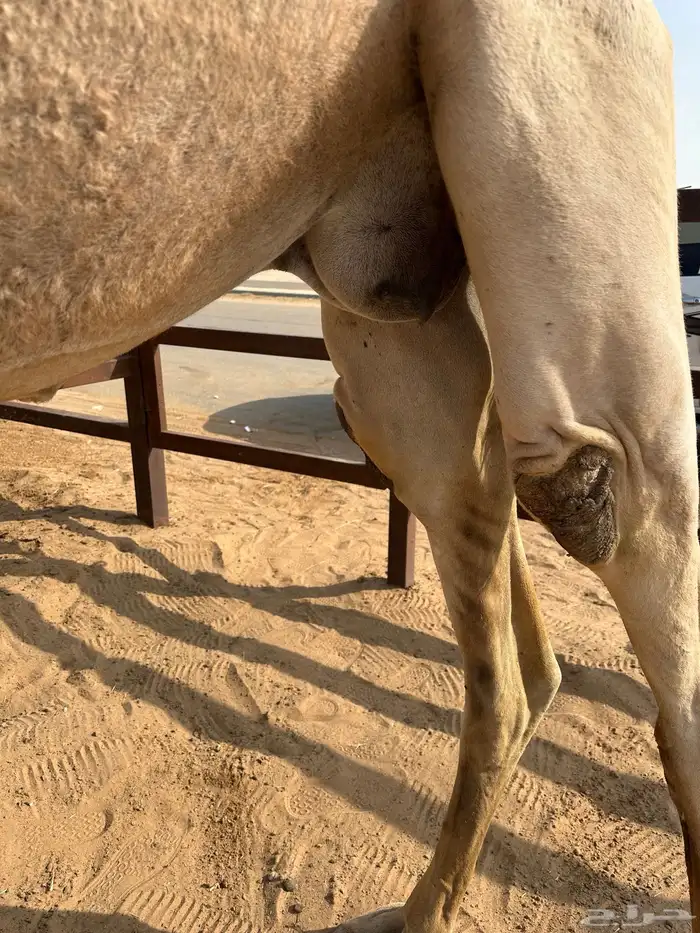 ضروبه شقحاء ثنيه مبيوع حاشيها قبل شهر 8