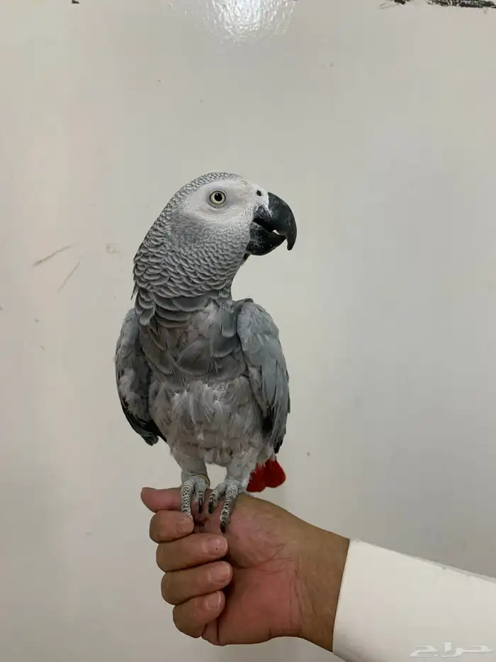 طير كاسكو اليف جدا ( تم البيع ) 0