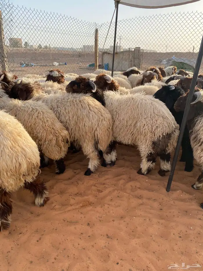 طليان نعيم جبر بلدي بري رخال ذبايح خرفان 2