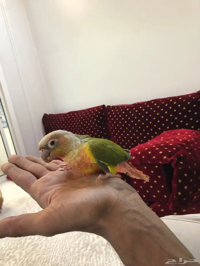 كنيور انثي منتجه 3