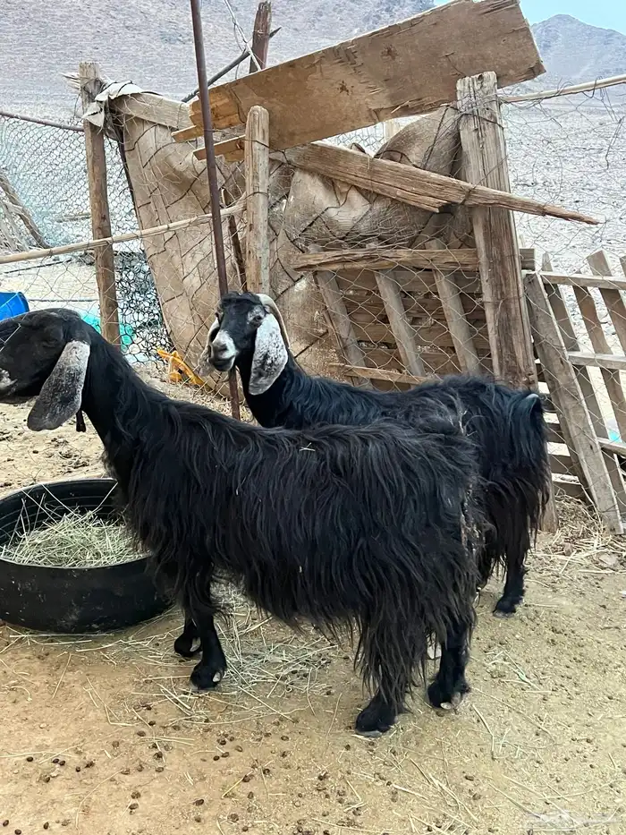 معزاء مضاريع ونعجه 8