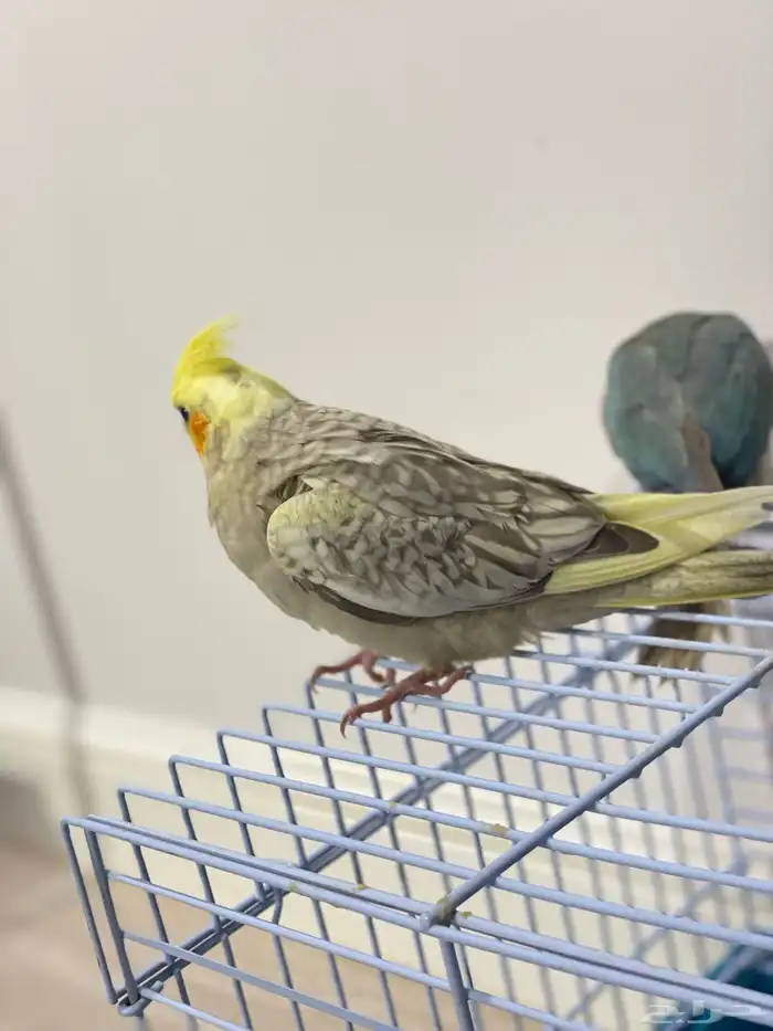 فروخ كروان وكنيور تركواز(تم البيع) 2