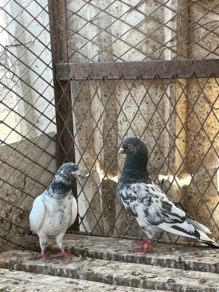السلام عليكم 17