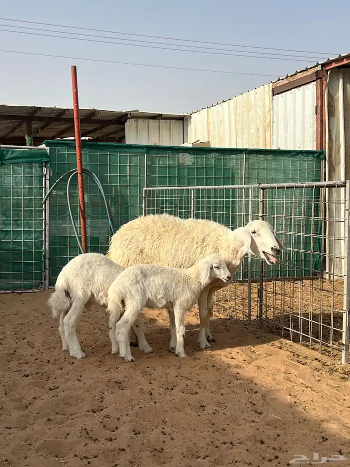 حريه متبع بخروف ورخل 1