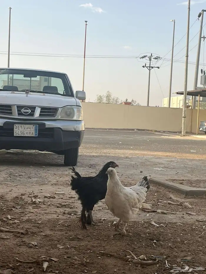 دجاج برهام 4