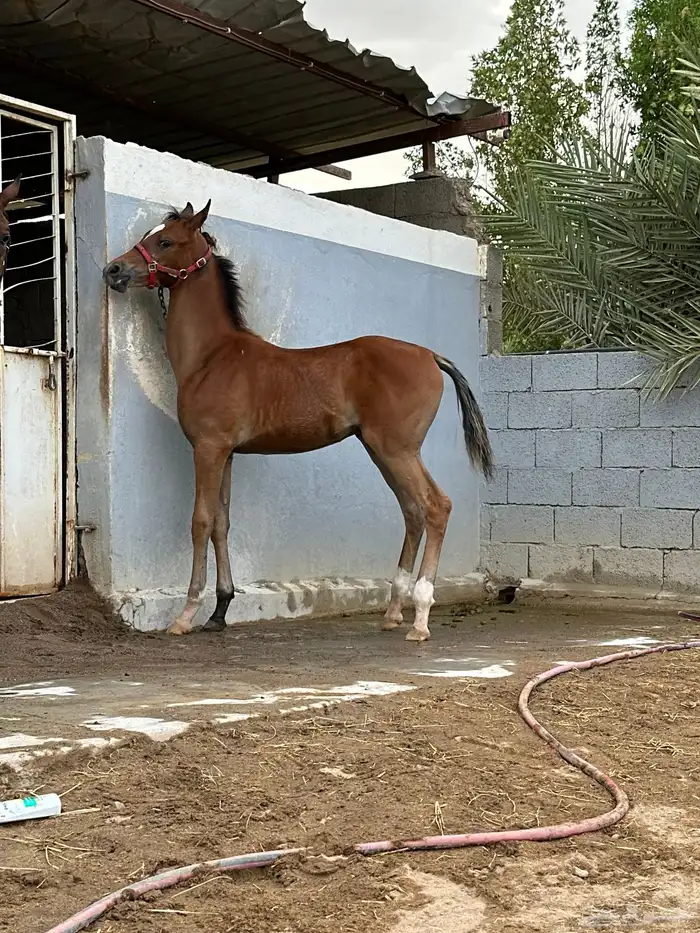 فرس تحتها مهر 2