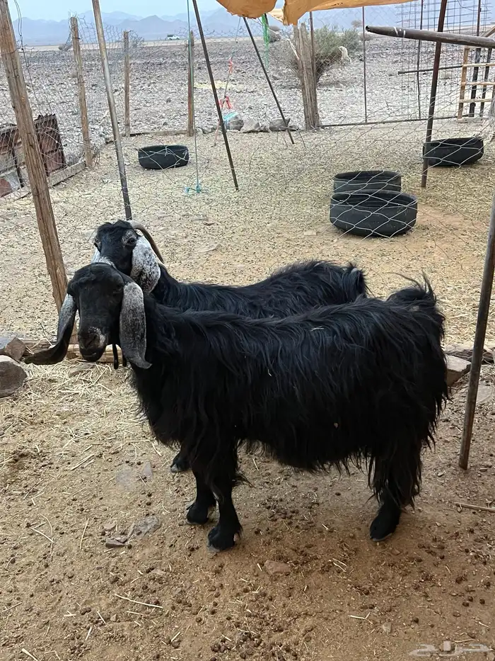 معزاء مضاريع ونعجه 2