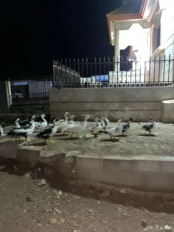 بط للبيع منتج 6