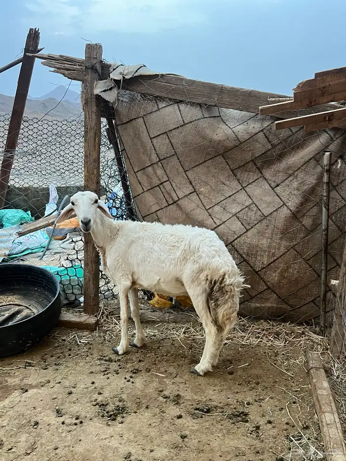 معزاء مضاريع ونعجه 10