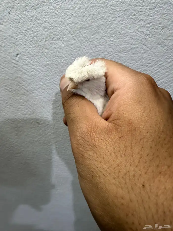 انثى كناري ستنايت 0