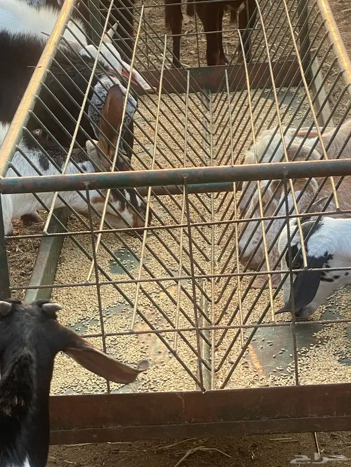اللي يدور ذبائح بلدية من غنم شايب ومراح مولوده عنده 20