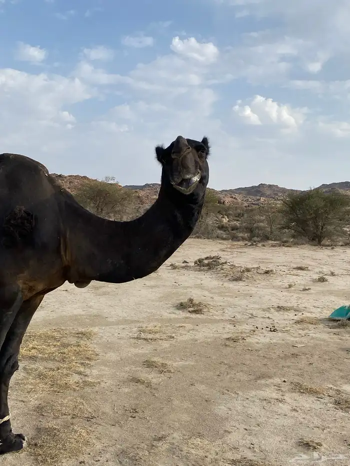 بعير مجهم الوافي 1