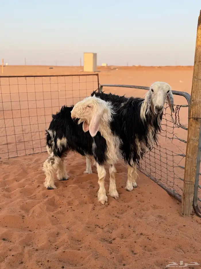 حريه ونجديه متابيع كفو 5