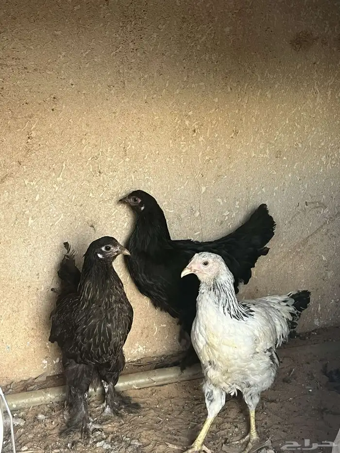 دجاج برهام 0