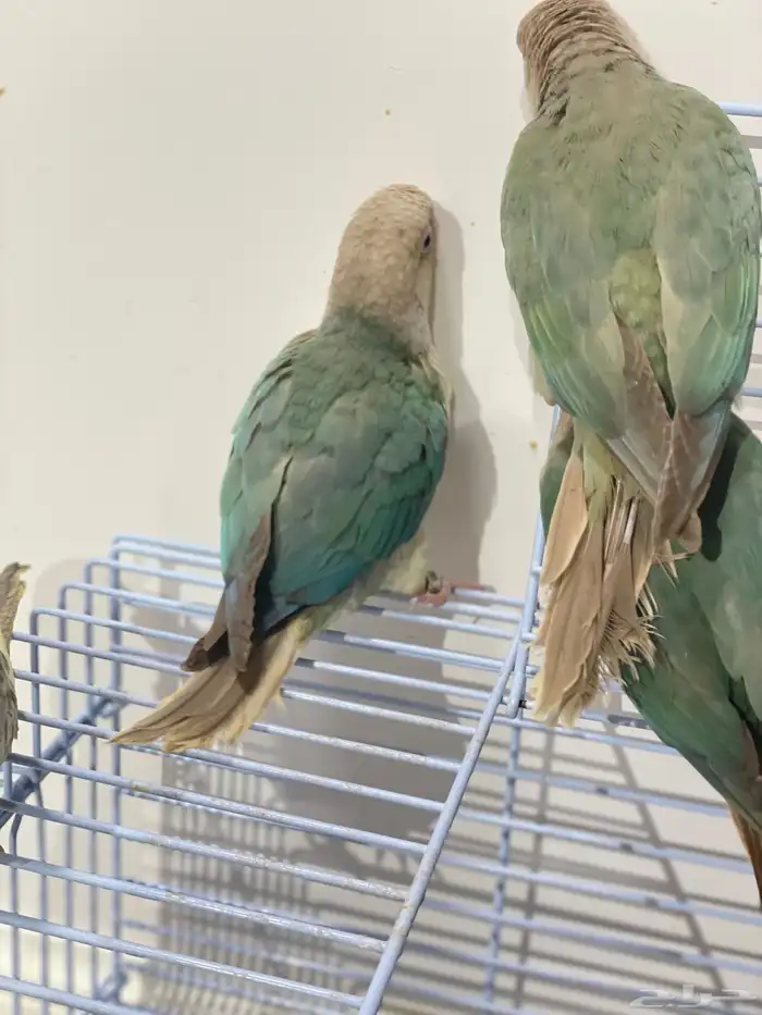 فروخ كروان وكنيور تركواز(تم البيع) 5